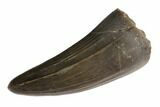 Jurassic Crocodile (Goniopholis?) Tooth - Colorado #152089-1